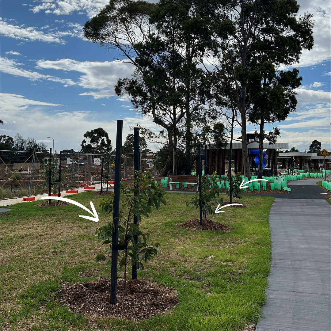 new trees at Willowbark Park
